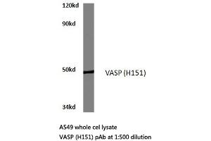 Western blot (WB) analyzes of VASP antibody in extracts from A549 cells. (VASP antibody)
