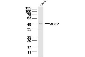 Mouse liver lysates probed with ADFP Polyclonal Antibody, Unconjugated  at 1:300 dilution and 4˚C overnight incubation. (ADRP antibody  (AA 31-130))