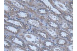 Detection of POFUT1 in Human Kidney Tissue using Polyclonal Antibody to Protein O-Fucosyltransferase 1 (POFUT1) (POFUT1 antibody  (AA 238-388))