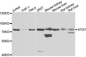 Western blot analysis of extracts of various cell lines, using ATG7 antibody (ABIN5970265) at 1/1000 dilution. (ATG7 antibody)