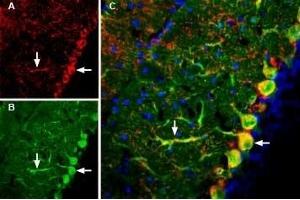 Expression of GluR3 (GluA3) in mouse brainImmunohistochemical staining of mouse brain sections using Guinea pig Anti-GluR3 (GluA3) (extracellular) Antibody (ABIN7043223, ABIN7045440 and ABIN7045441).