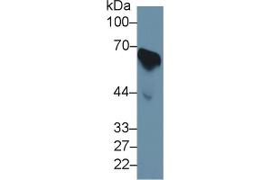 Western Blot; Sample: Human Serum; Primary Ab: 1µg/ml Rabbit Anti-Human CDC25B Antibody Second Ab: 0.