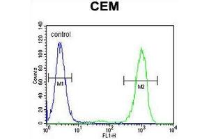 GPM6B Antibody (N-term) flow cytometric analysis of CEM cells (right histogram) compared to a negative control cell (left histogram).
