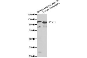 Western blot analysis of extracts of various cell lines, using PSG1 antibody (ABIN2564765) at 1:1000 dilution. (PSG1 antibody)