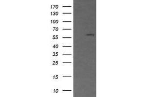 Image no. 1 for anti-CD19 Molecule (CD19) antibody (ABIN1497184) (CD19 antibody)