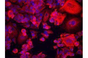 Immunofluorescence (IF) image for anti-Keratin 18 (KRT18) antibody (ABIN2664918) (Cytokeratin 18 antibody)