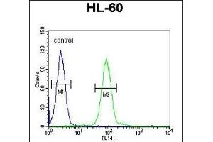 PG Antibody (C-term) (ABIN651918 and ABIN2840453) flow cytometric analysis of HL-60 cells (right histogram) compared to a negative control cell (left histogram). (Pgap2 antibody  (C-Term))