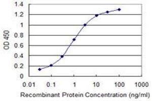 Detection limit for recombinant GST tagged MAGI2 is 0. (MAGI2 antibody  (AA 519-628))