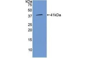 Detection of Recombinant WNT3A, Human using Polyclonal Antibody to Wingless Type MMTV Integration Site Family, Member 3A (WNT3A) (WNT3A antibody  (AA 1-290))