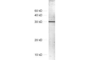 dilution: 1 : 1000, sample: crude synaptosomal fraction of rat brain (P2) (SNAP alpha/beta antibody)