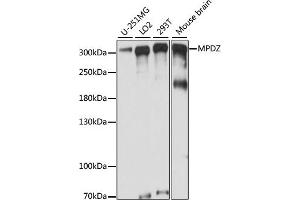 Western blot analysis of extracts of various cell lines, using MPDZ antibody (ABIN7268699) at 1:1000 dilution. (MPDZ antibody  (AA 1100-1380))