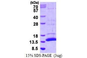 Image no. 1 for S100 Calcium Binding Protein A7A (S100A7A) protein (His tag) (ABIN1098323)