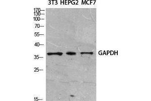 Western Blotting (WB) image for anti-Glyceraldehyde-3-Phosphate Dehydrogenase (GAPDH) (N-Term) antibody (ABIN3187619) (GAPDH antibody  (N-Term))