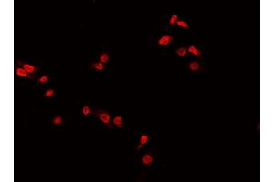 ABIN6266724 staining 293? (MED24 antibody  (C-Term))