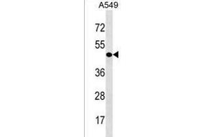 CDY1 Antibody (N-term) (ABIN1538889 and ABIN2850337) western blot analysis in A549 cell line lysates (35 μg/lane). (CDY1 antibody  (N-Term))
