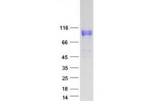 Western Blotting (WB) image for Leucine Rich Repeat Containing 8 Family, Member A (LRRC8A) (Transcript Variant 2) protein (Myc-DYKDDDDK Tag) (ABIN2724946)