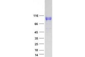Validation with Western Blot (LRRC8A Protein (Transcript Variant 2) (Myc-DYKDDDDK Tag))