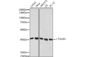 Western blot analysis of extracts of various cell lines, using γ-Tubulin antibody (ABIN7271051) at 1:1000 dilution. (TUBG1 antibody)
