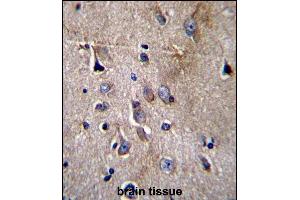 NFKBIL1 Antibody (C-term) (ABIN656729 and ABIN2845953) immunohistochemistry analysis in formalin fixed and paraffin embedded human brain tissue followed by peroxidase conjugation of the secondary antibody and DAB staining. (NFKBIL1 antibody  (C-Term))