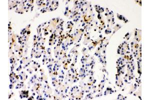 Immunohistochemistry (Paraffin-embedded Sections) (IHC (p)) image for anti-Parkinson Protein 7 (PARK7) (AA 2-189) antibody (ABIN3043589) (PARK7/DJ1 antibody  (AA 2-189))