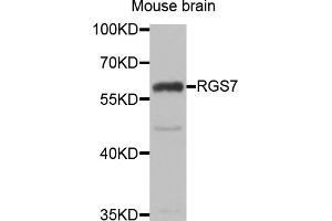 Western blot analysis of extracts of mouse brain, using RGS7 antibody (ABIN5974060) at 1/1000 dilution. (RGS7 antibody)