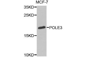 Western blot analysis of extracts of MCF-7 cells, using POLE3 antibody. (POLE3 antibody)