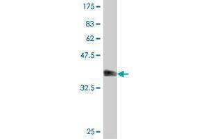 Western Blot detection against Immunogen (37. (ARHGEF4 antibody  (AA 1-100))