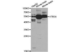 Western blot analysis of extracts of various cell lines, using HTR3A antibody. (Serotonin Receptor 3A antibody  (AA 24-241))