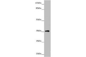 Western blot All lanes: GNB1L antibody at 3. (GNB1L antibody  (AA 1-327))