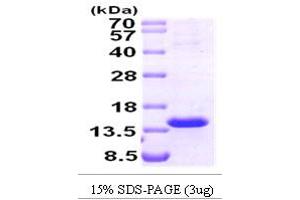 SDS-PAGE (SDS) image for T-Cell Leukemia/lymphoma 1A (TCL1A) (AA 1-114) protein (ABIN666894) (TCL1A Protein (AA 1-114))