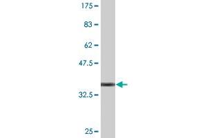 Western Blot detection against Immunogen (36. (TRIM26 antibody  (AA 146-240))