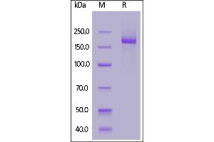 Biotinylated SARS-CoV-2 S protein trimer, His,Avitag on  under reducing (R) condition. (SARS-CoV-2 Spike Protein (B.1.1.7 - alpha, Trimer) (His tag,AVI tag,Biotin))