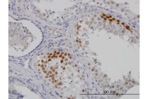 Immunoperoxidase of monoclonal antibody to CDK3 on formalin-fixed paraffin-embedded human testis. (CDK3 antibody  (AA 206-305))