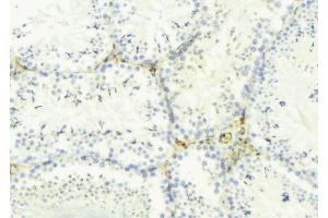 ABIN6275298 at 1/100 staining Mouse testis tissue by IHC-P. (Neurexophilin 4 antibody  (Internal Region))