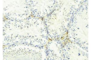 ABIN6275298 at 1/100 staining Mouse testis tissue by IHC-P.