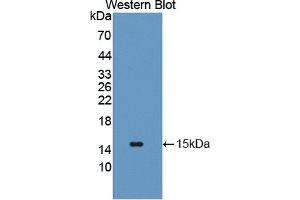 Detection of Recombinant GLUT14, Human using Polyclonal Antibody to Glucose Transporter 14 (GLUT14) (SLC2A14 antibody  (AA 1-105))