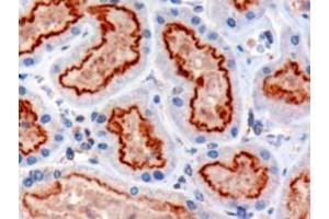 ABIN185555 (3µg/ml) staining of paraffin embedded Human Kidney. (IFT88 antibody  (C-Term))