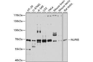 Western blot analysis of extracts of various cell lines, using NUP85 antibody (ABIN6128365, ABIN6144965, ABIN6144966 and ABIN6215319) at 1:3000 dilution. (NUP85 antibody  (AA 427-656))