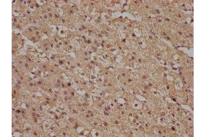 IHC image of ABIN7140102 diluted at 1:100 and staining in paraffin-embedded human adrenal gland tissue performed on a Leica BondTM system. (R-Ras antibody  (AA 7-23))