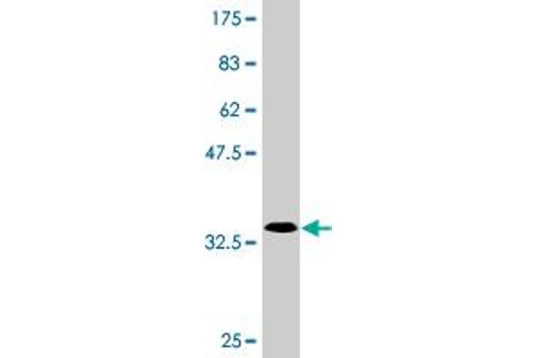 SLC25A23 antibody  (AA 2-74)