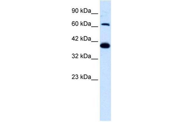 GRIK2 antibody  (N-Term)