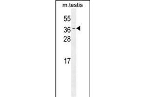 ODF3 Antibody (C-term) (ABIN655745 and ABIN2845191) western blot analysis in mouse testis tissue lysates (35 μg/lane). (ODF3 antibody  (C-Term))