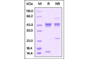 Human Latent Activin A, His Tag on SDS-PAGE under reducing (R) and no-reducing (NR) conditions.