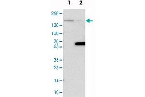 Western blot analysis of cell lysates with FLII polyclonal antibody  at 1:250-1:500 dilution. (FLII antibody)
