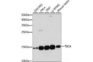 Western blot analysis of extracts of various cell lines using TBCA Polyclonal Antibody at dilution of 1:3000. (TBCA antibody)