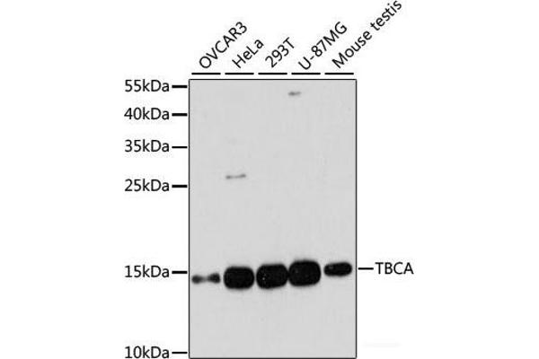 TBCA antibody