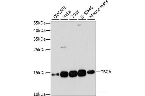 TBCA anticorps