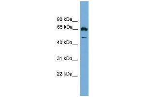 WB Suggested Anti-Ebf4 Antibody Titration: 0.