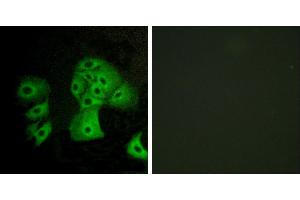Peptide - +Immunofluorescence analysis of A549 cells, using EDG6 antibody. (S1PR4 antibody  (Internal Region))