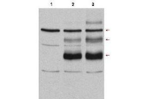 Western Blot of Rabbit anti-C-Myb antibody. (MYB antibody  (Internal Region))